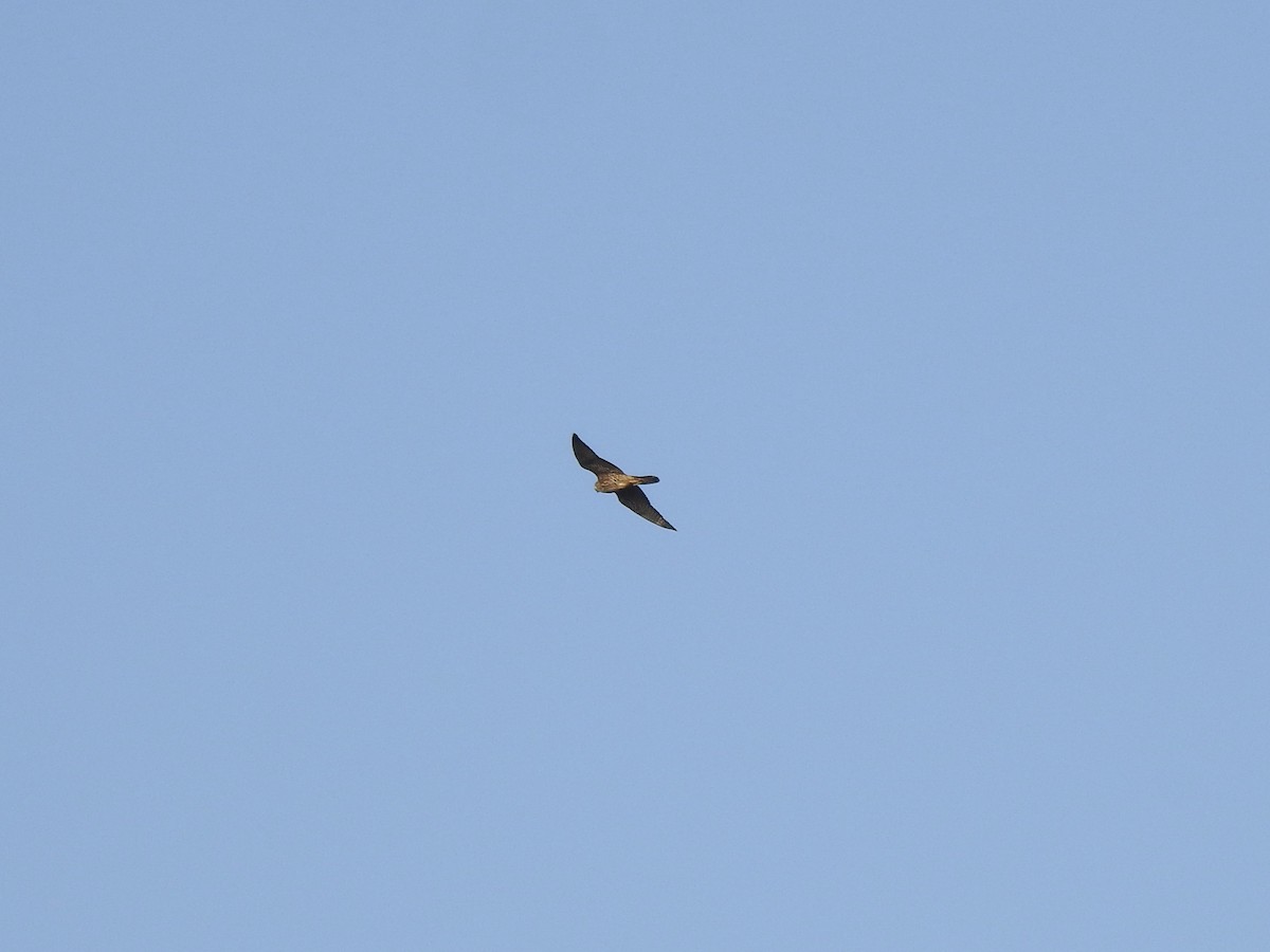 Peregrine Falcon - ML646257171