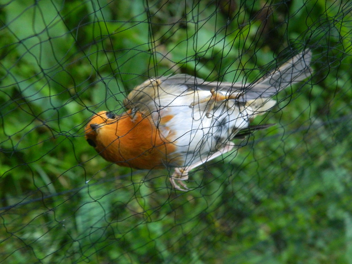 European Robin - ML646257173