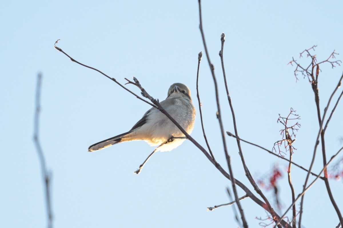 Northern Shrike - ML646257174
