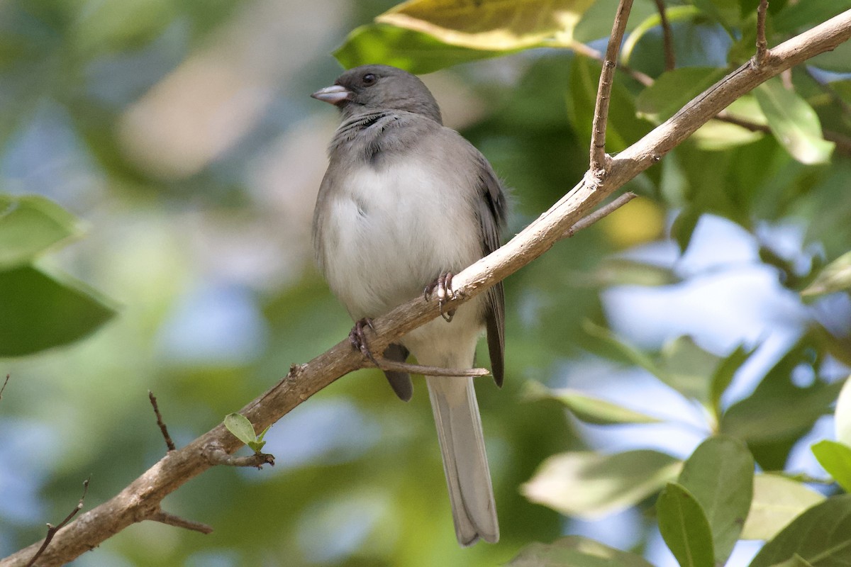 Dark-eyed Junco (Slate-colored) - ML646257175