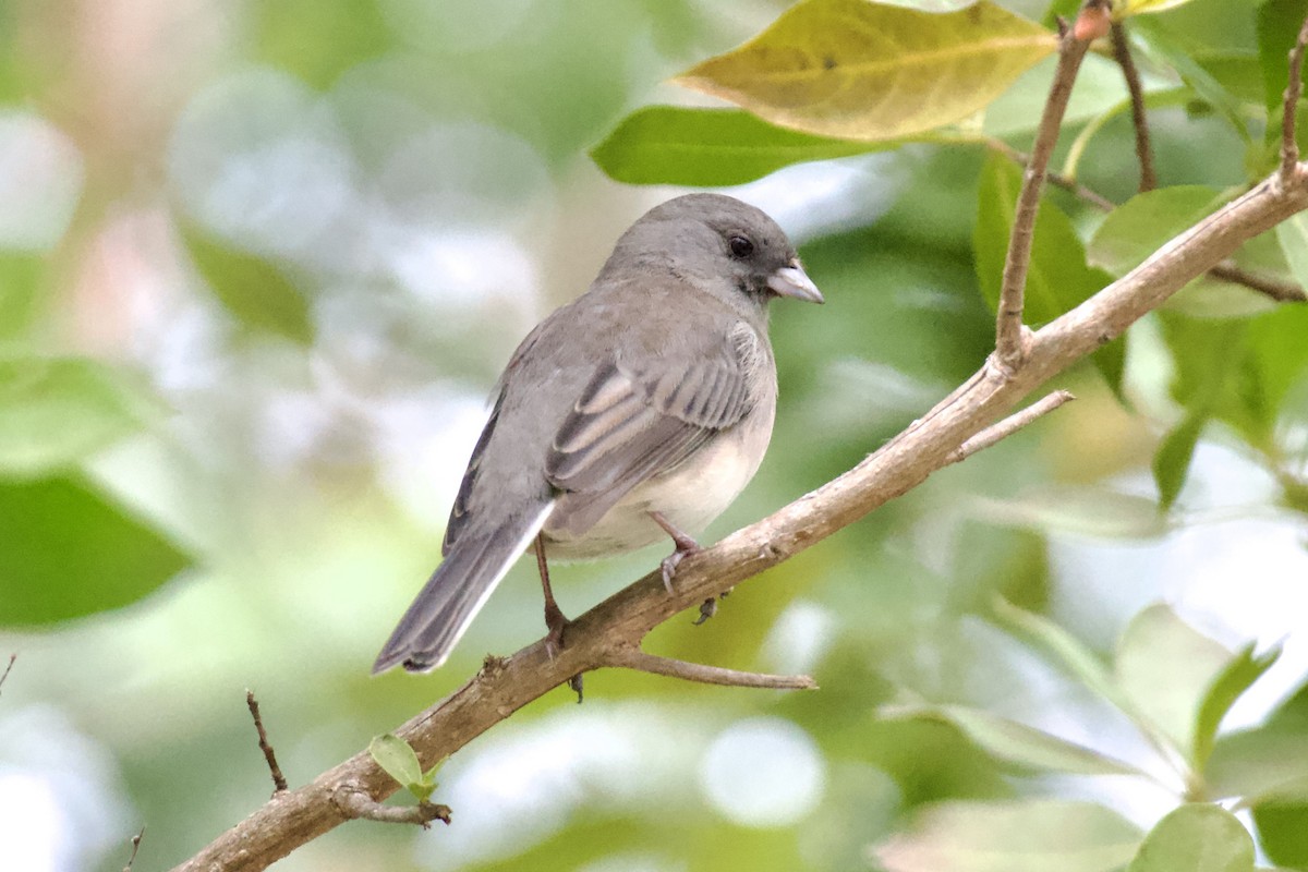 Dark-eyed Junco (Slate-colored) - ML646257176