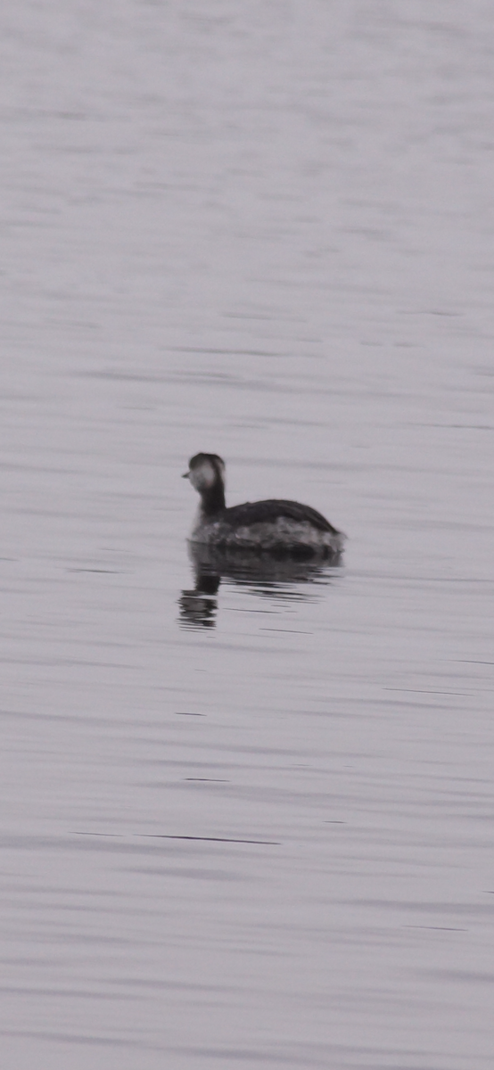 Horned Grebe - ML646257177