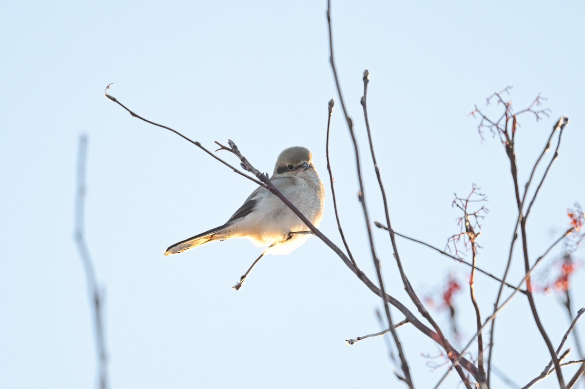 Antzandobi boreala - ML646257193