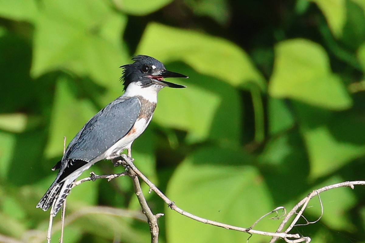 שלדג אמריקני - ML646257195