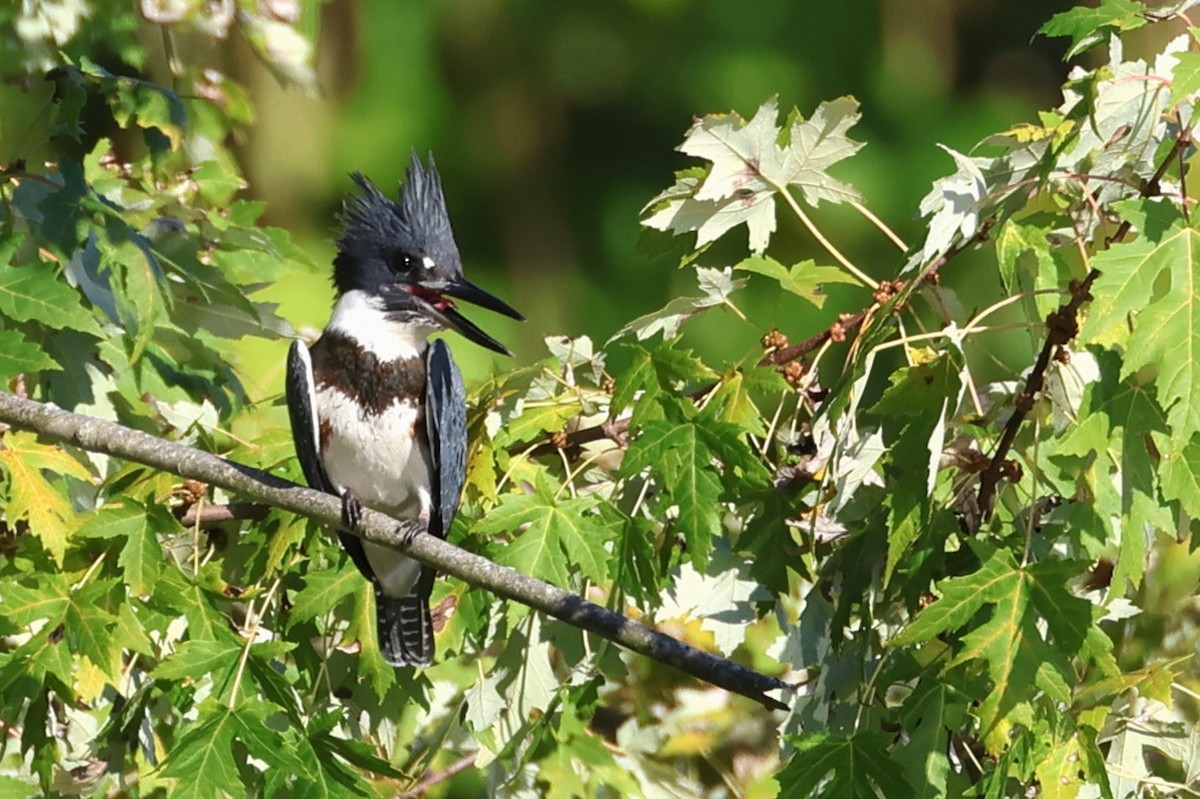 שלדג אמריקני - ML646257196