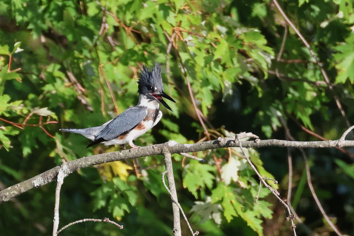 שלדג אמריקני - ML646257197