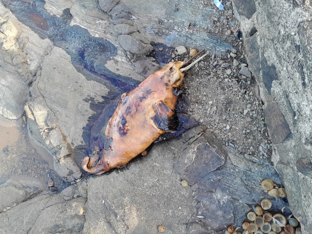 Franciscana - ML646257198