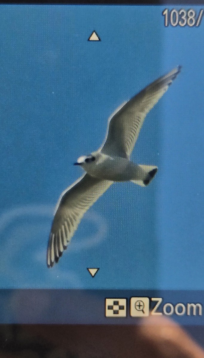 Little Gull - ML646257200