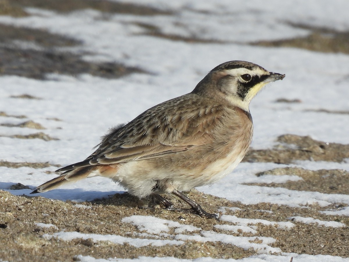 Horned Lark - ML646257202