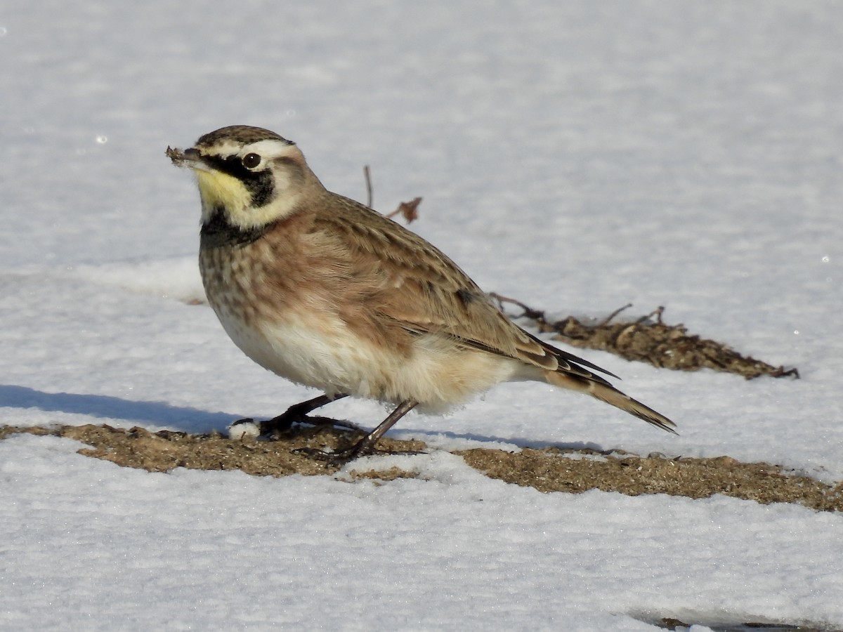 Horned Lark - ML646257204