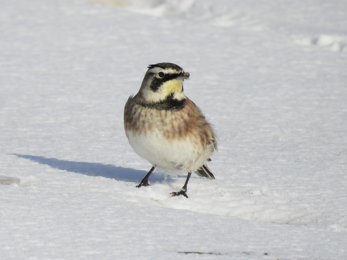 Horned Lark - ML646257205