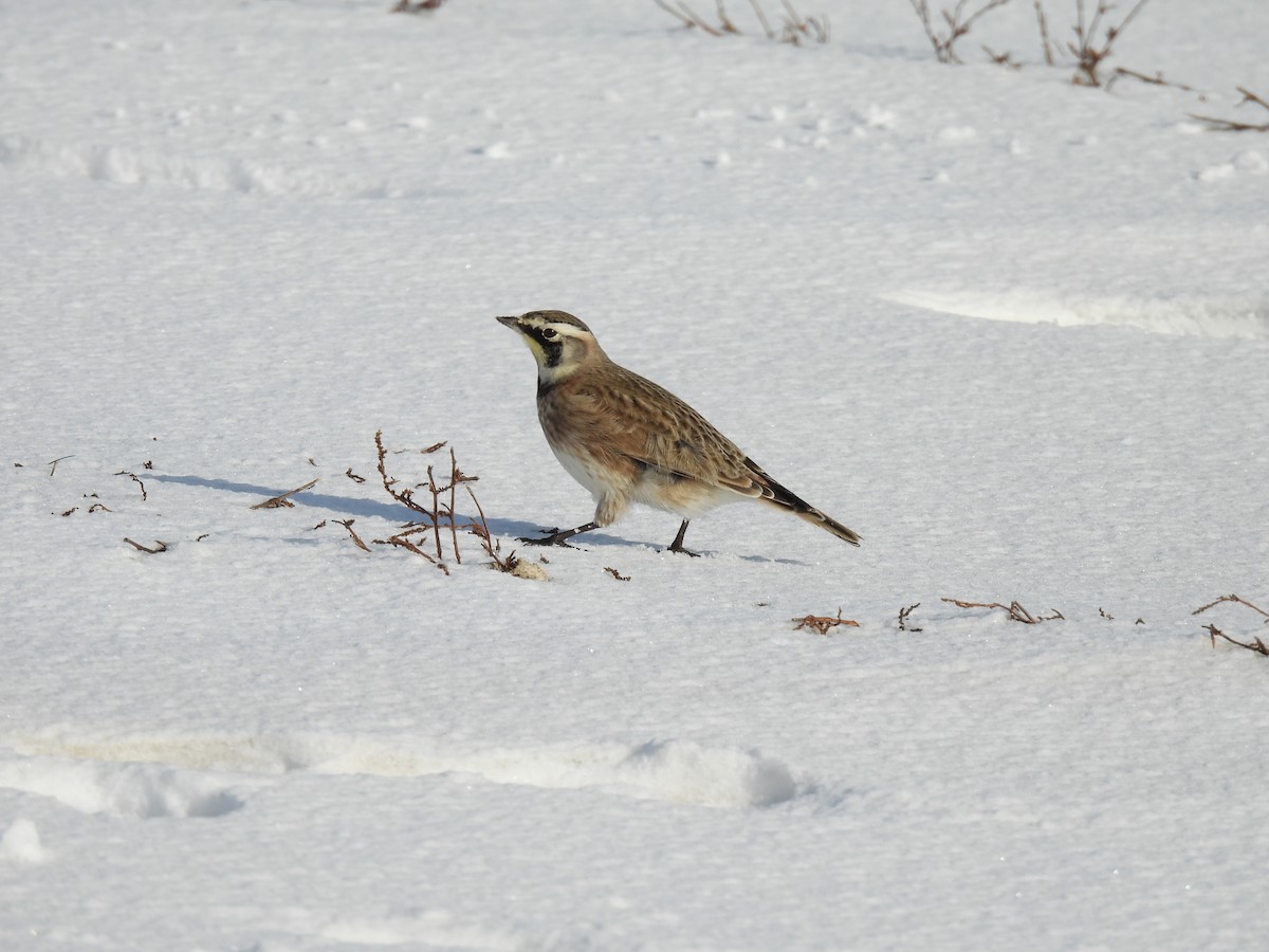Horned Lark - ML646257207