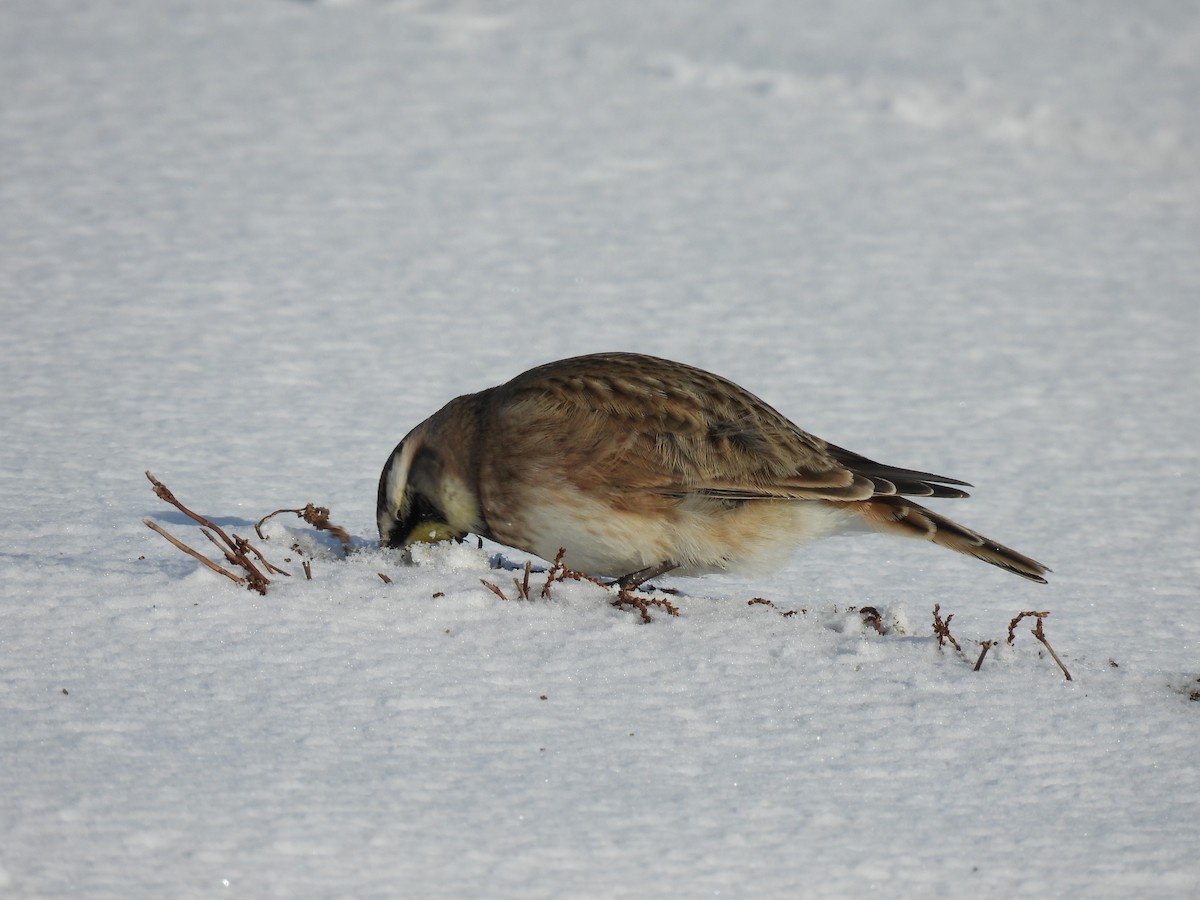 Horned Lark - ML646257208
