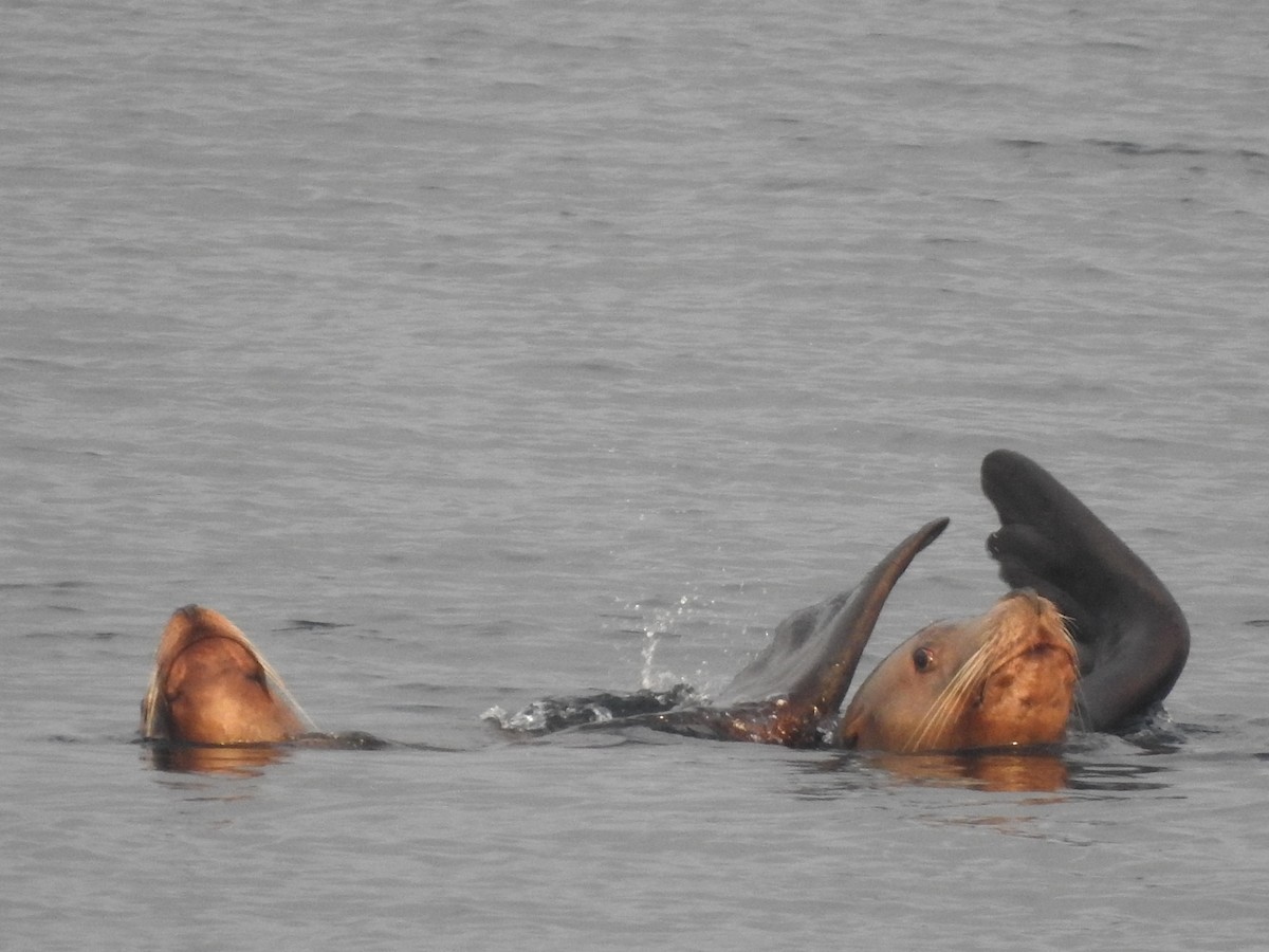 Steller Sea Lion - ML646257209