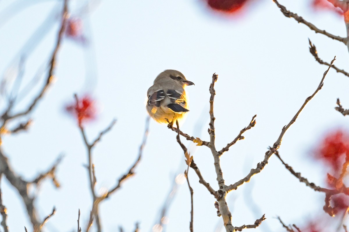 Antzandobi boreala - ML646257211