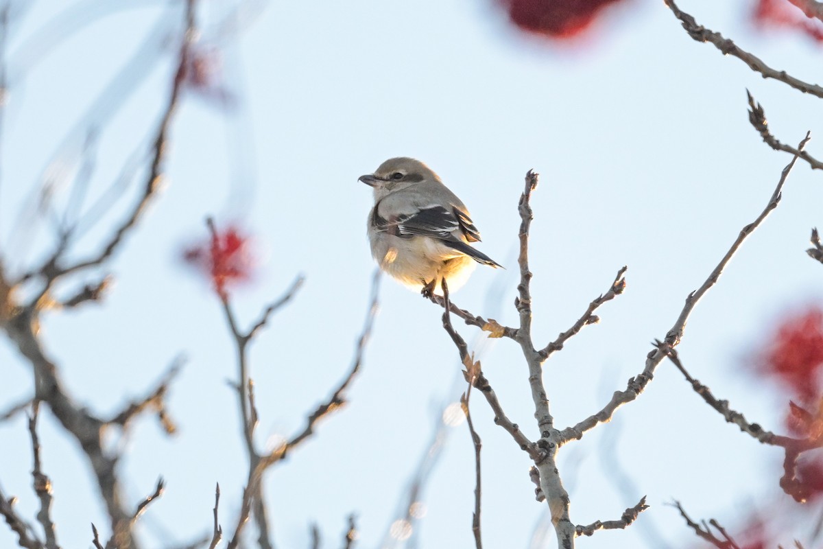 Antzandobi boreala - ML646257212