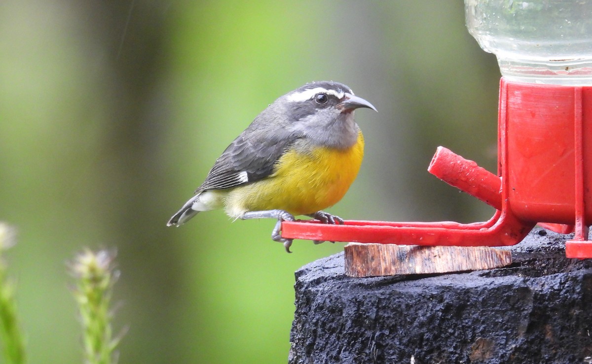 Цереба - ML646257213