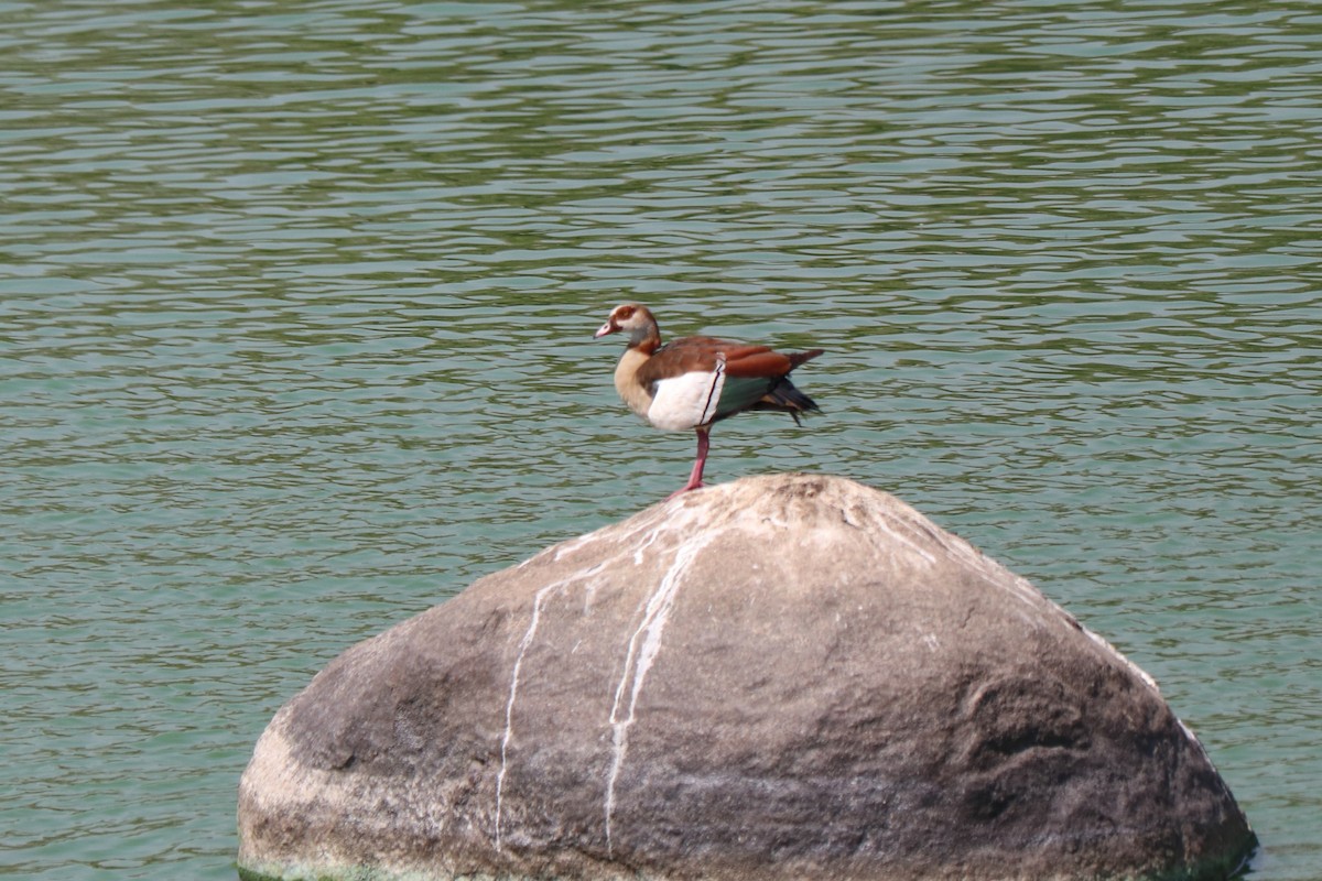Egyptian Goose - ML646257214