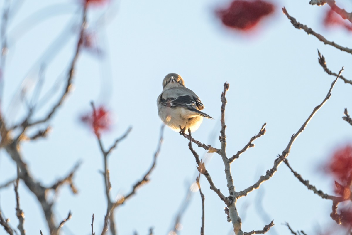 Antzandobi boreala - ML646257218