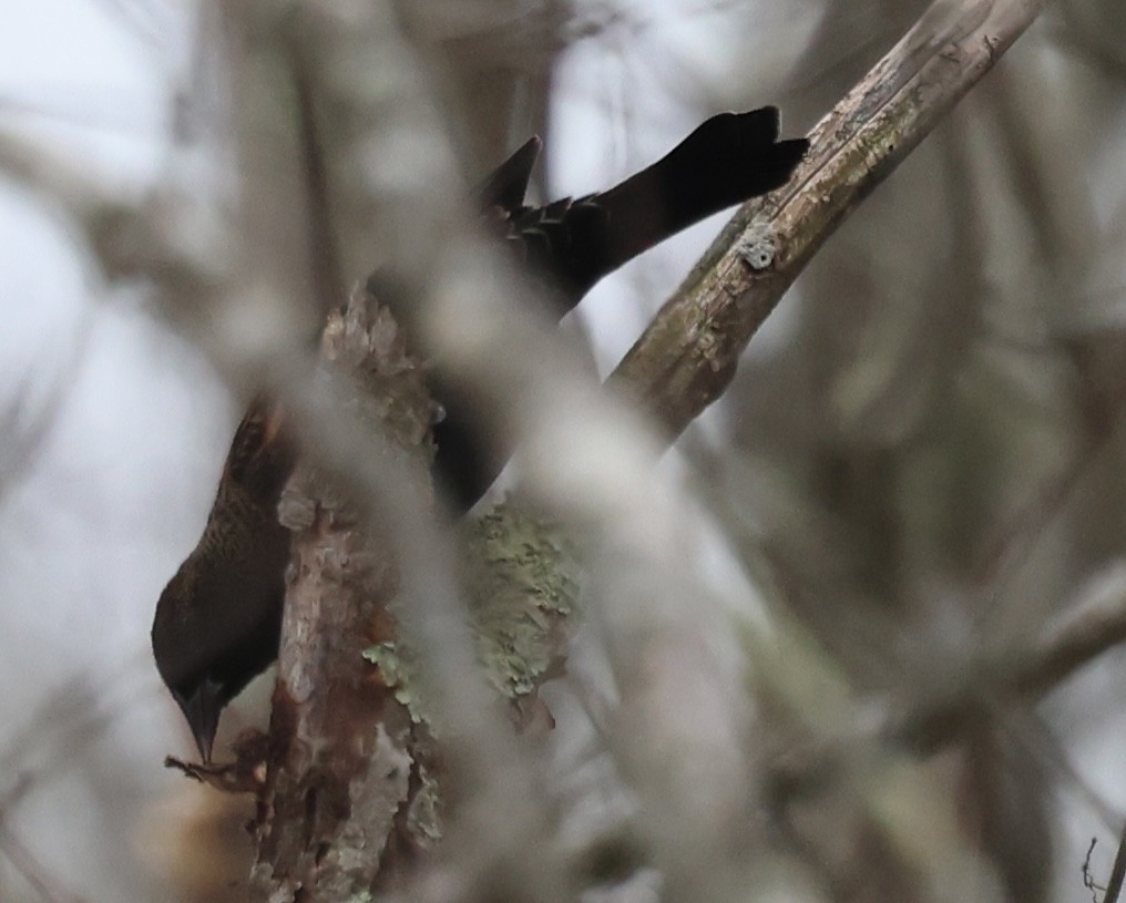 Red-winged Blackbird - ML646257219