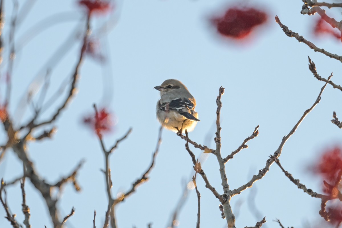 Antzandobi boreala - ML646257220