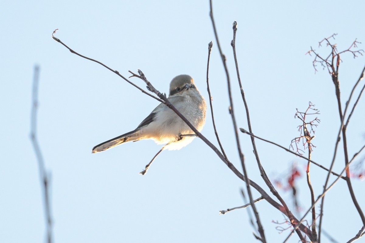 Antzandobi boreala - ML646257223