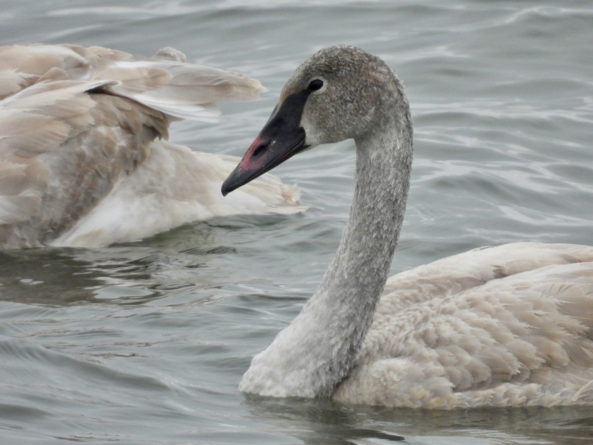 Trumpeter Swan - ML646257225