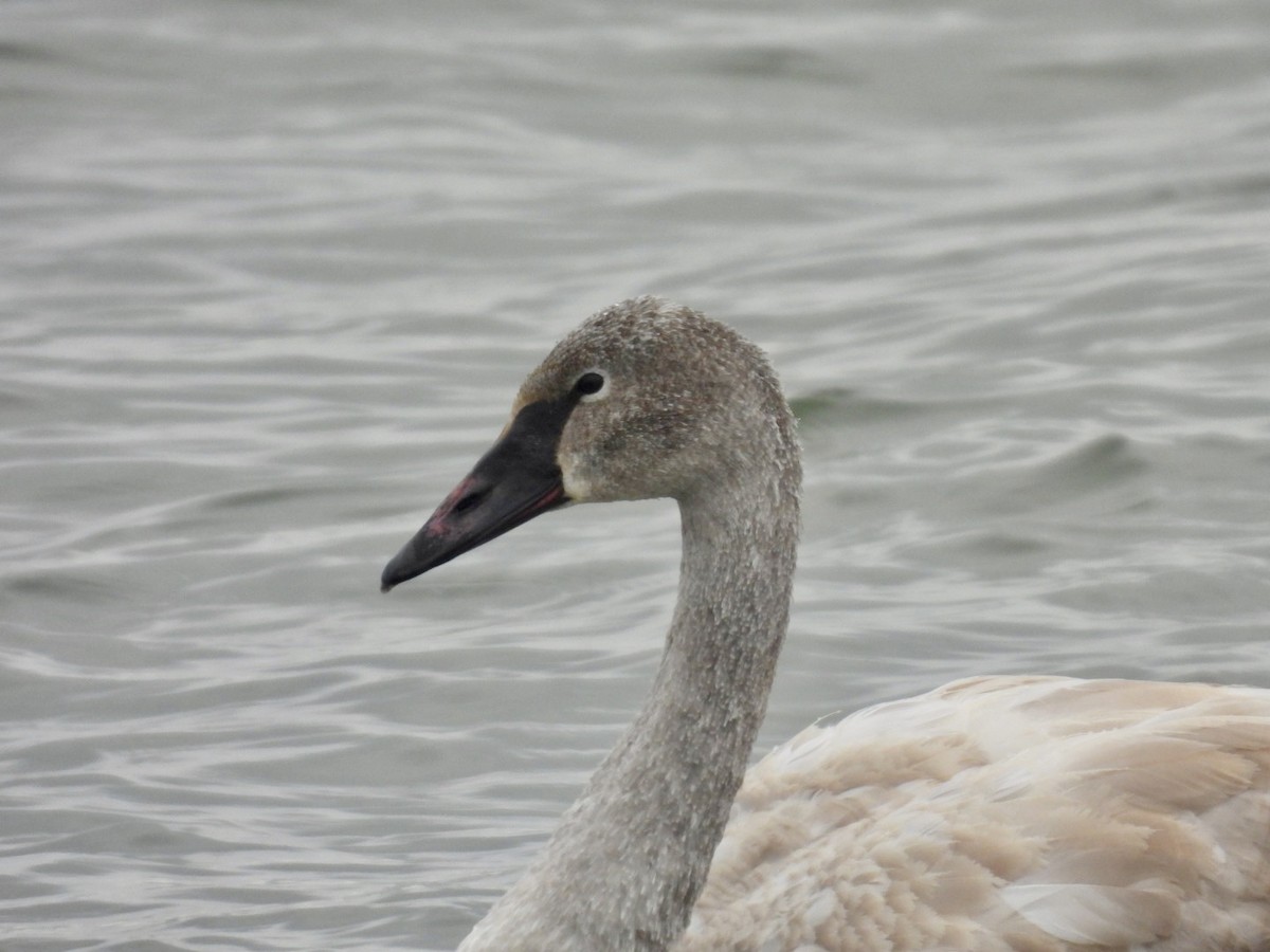 Trumpeter Swan - ML646257226