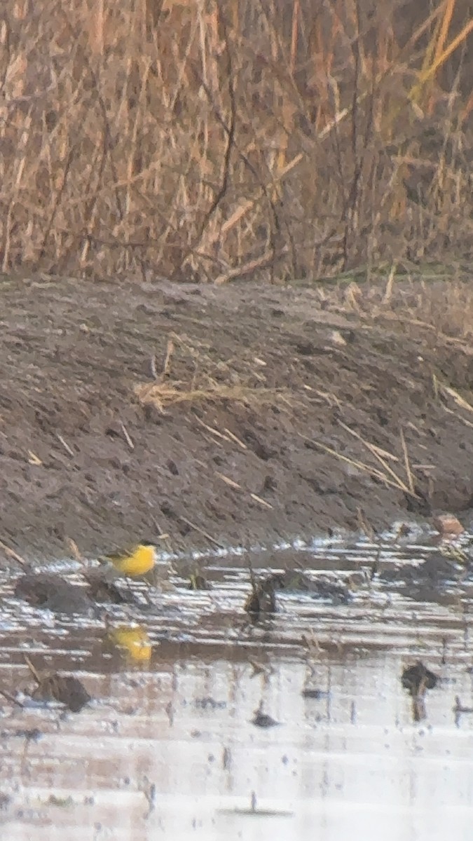 konipas luční (ssp. cinereocapilla) - ML646257233
