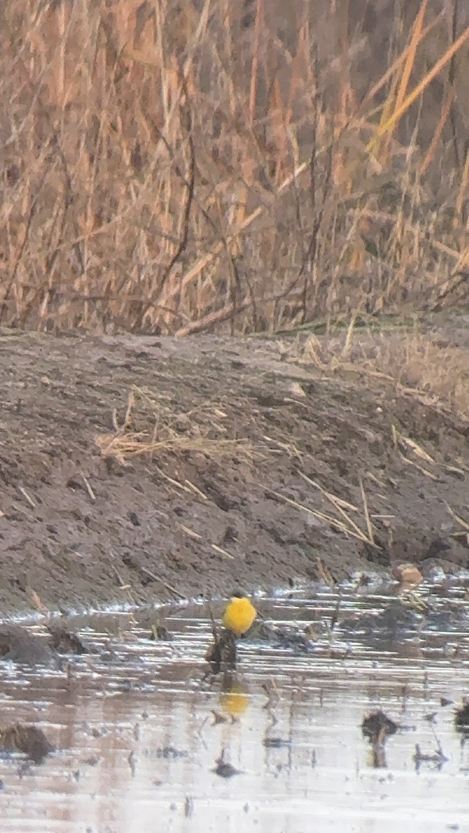 konipas luční (ssp. cinereocapilla) - ML646257234
