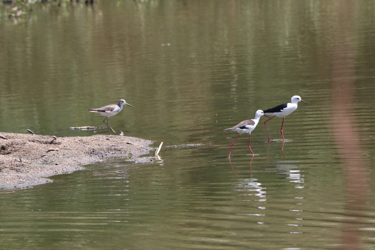 Black-winged Stilt - ML646257235