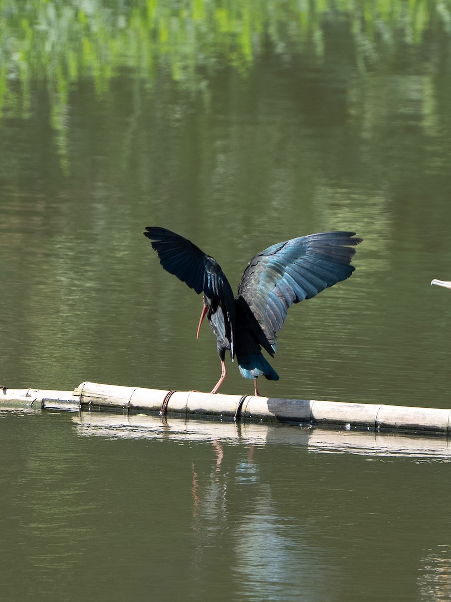 Ibis Afeitado - ML646257243