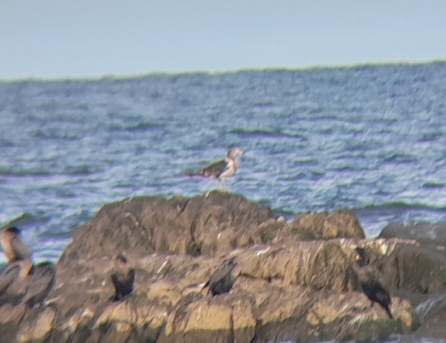 Olrog's Gull - ML646257248