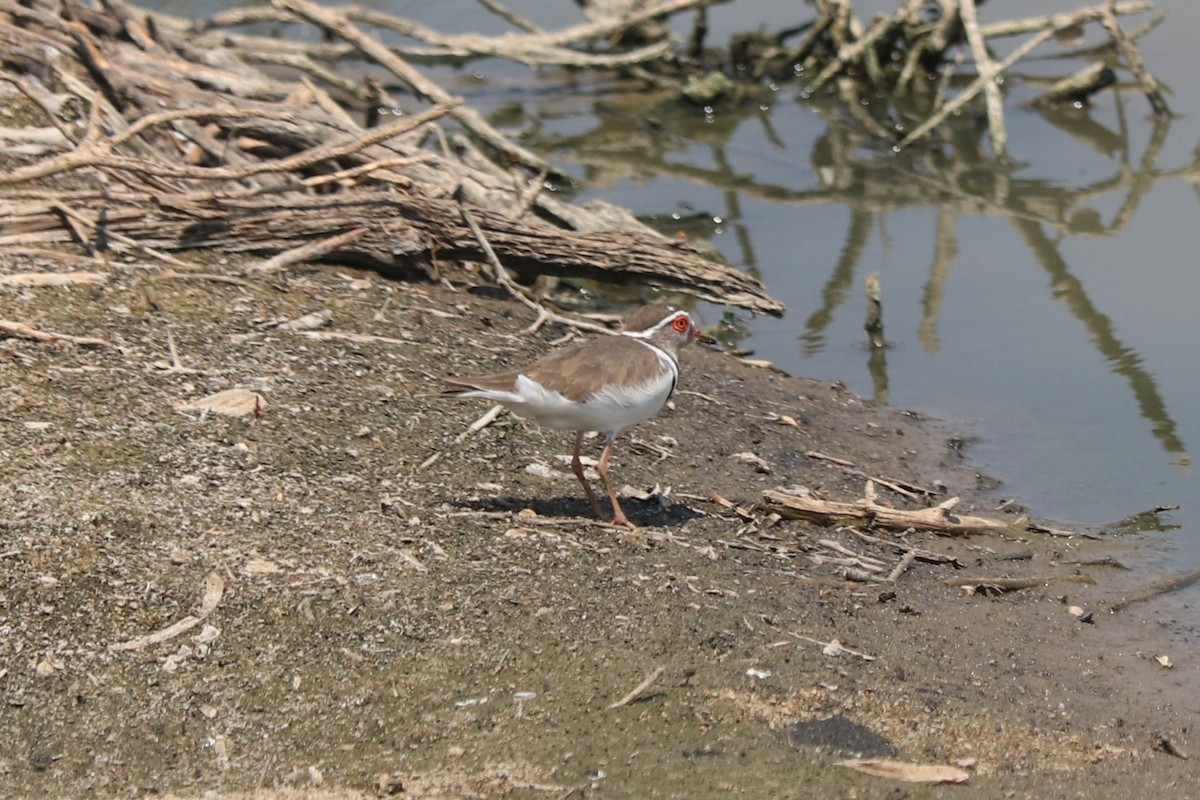 Chorlitejo Tricollar - ML646257253