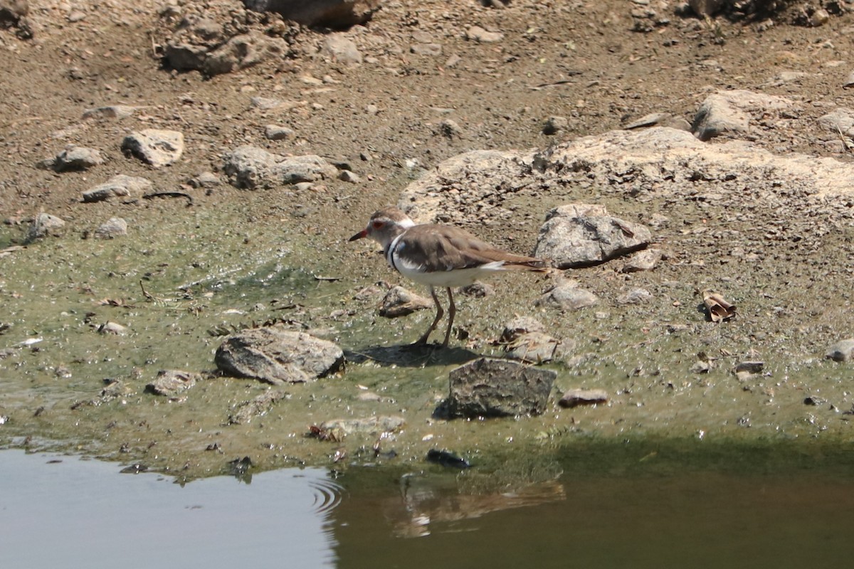 Chorlitejo Tricollar - ML646257254
