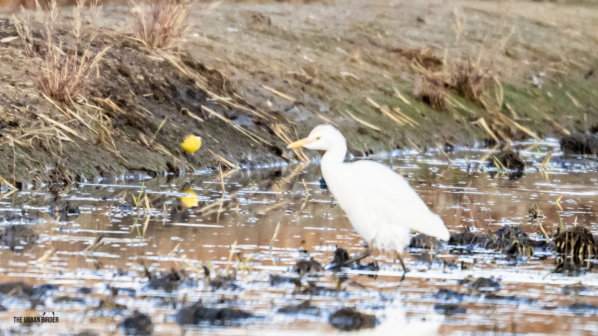 konipas luční (ssp. cinereocapilla) - ML646257259