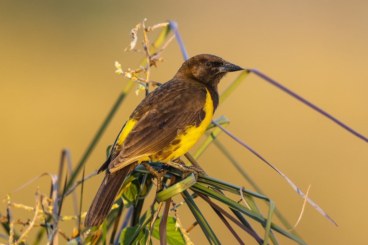 Yellow-rumped Marshbird - ML646257262