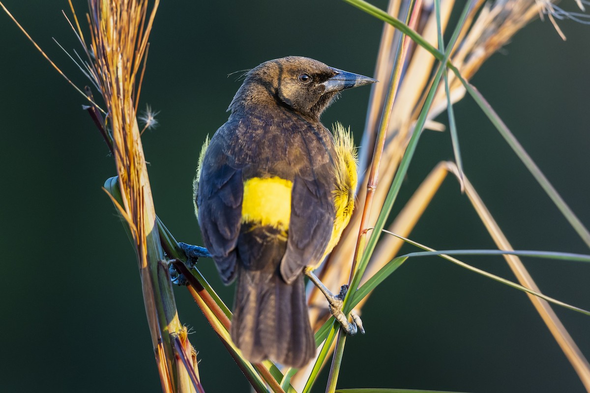 Yellow-rumped Marshbird - ML646257263