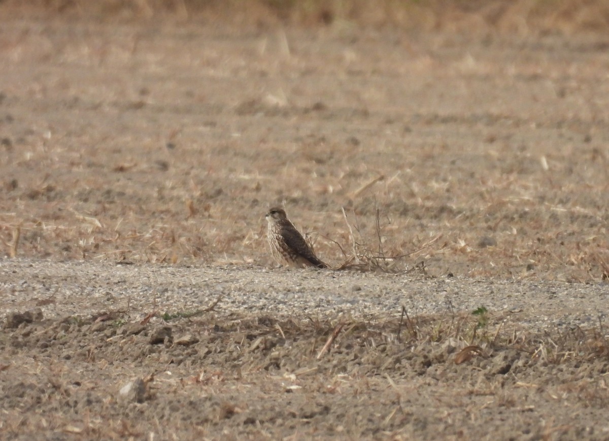 Faucon émerillon - ML646257271