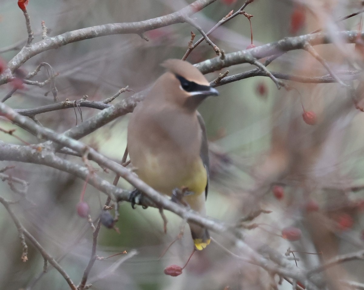 Cedar Waxwing - ML646257274