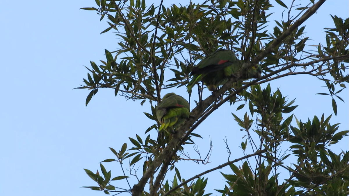 Turquoise-fronted Amazon - ML646257277
