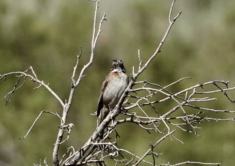 Rufous-collared Sparrow (Rufous-collared) - ML646257278