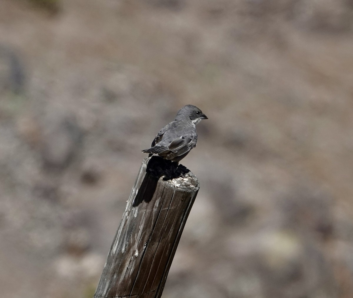 Diuca Finch - ML646257288