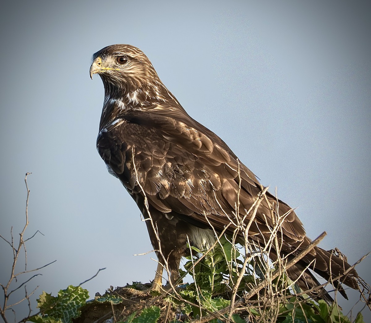 Common Buzzard - ML646257291