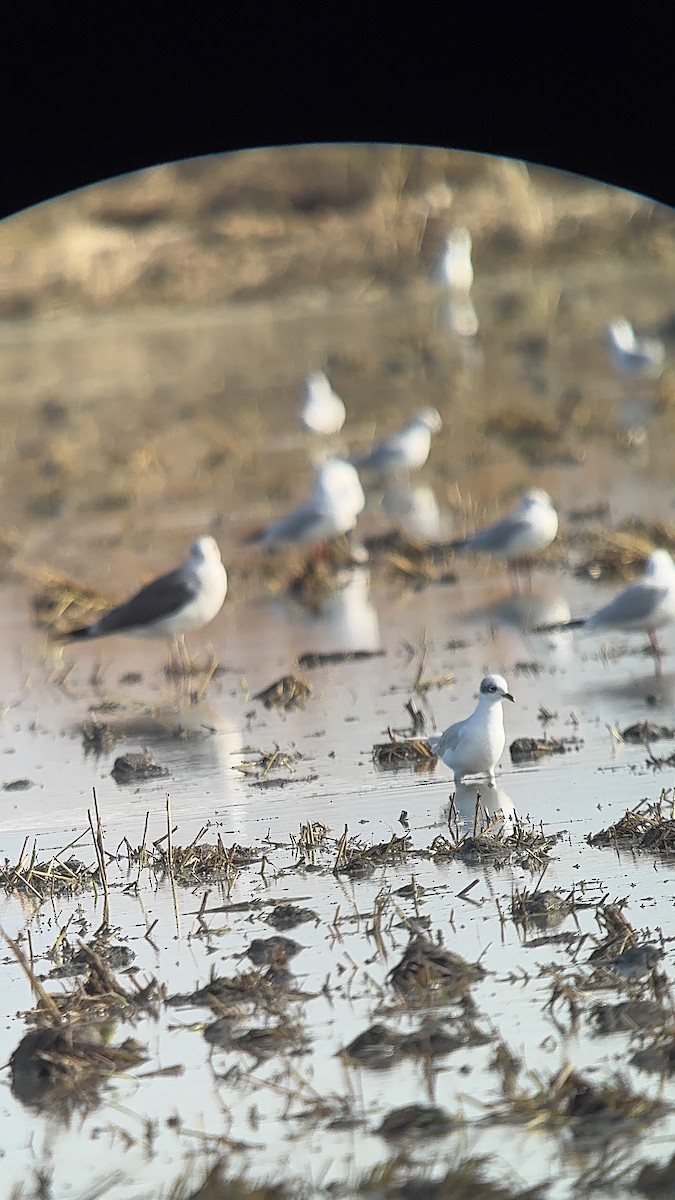 שחף שחור-ראש - ML646257306