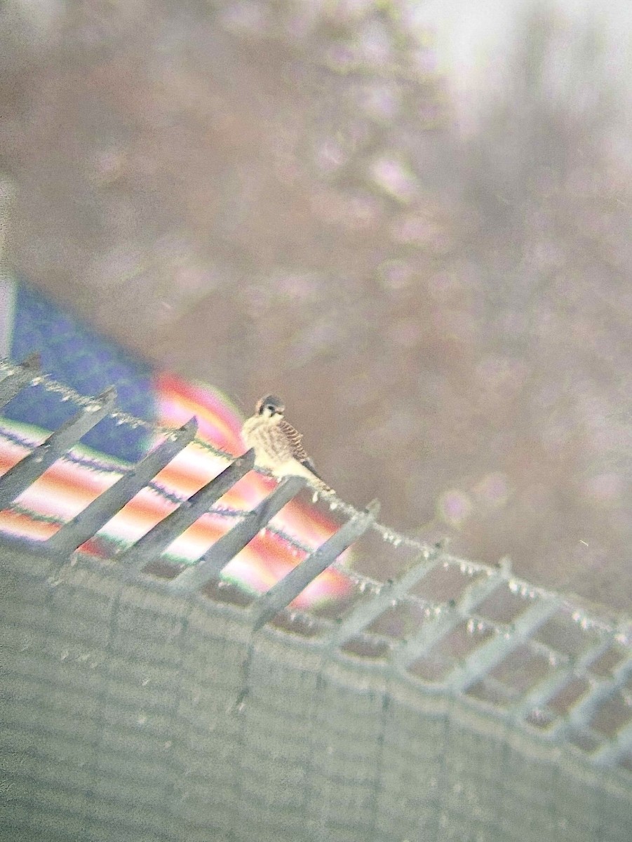 American Kestrel - ML646257315