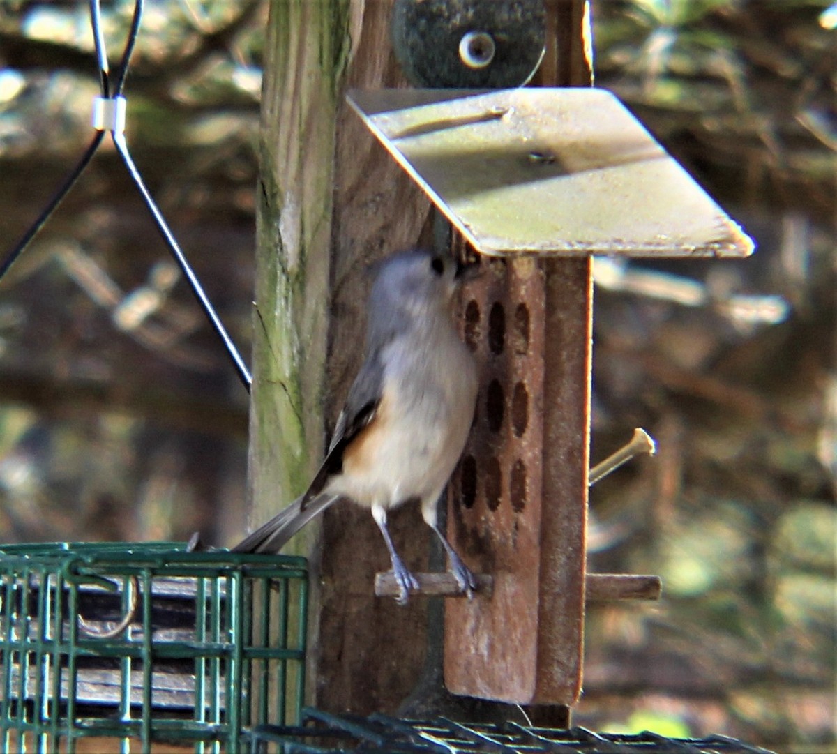 Grauhäubchenmeise - ML646257317