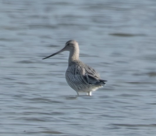 Bar-tailed Godwit - ML646257319