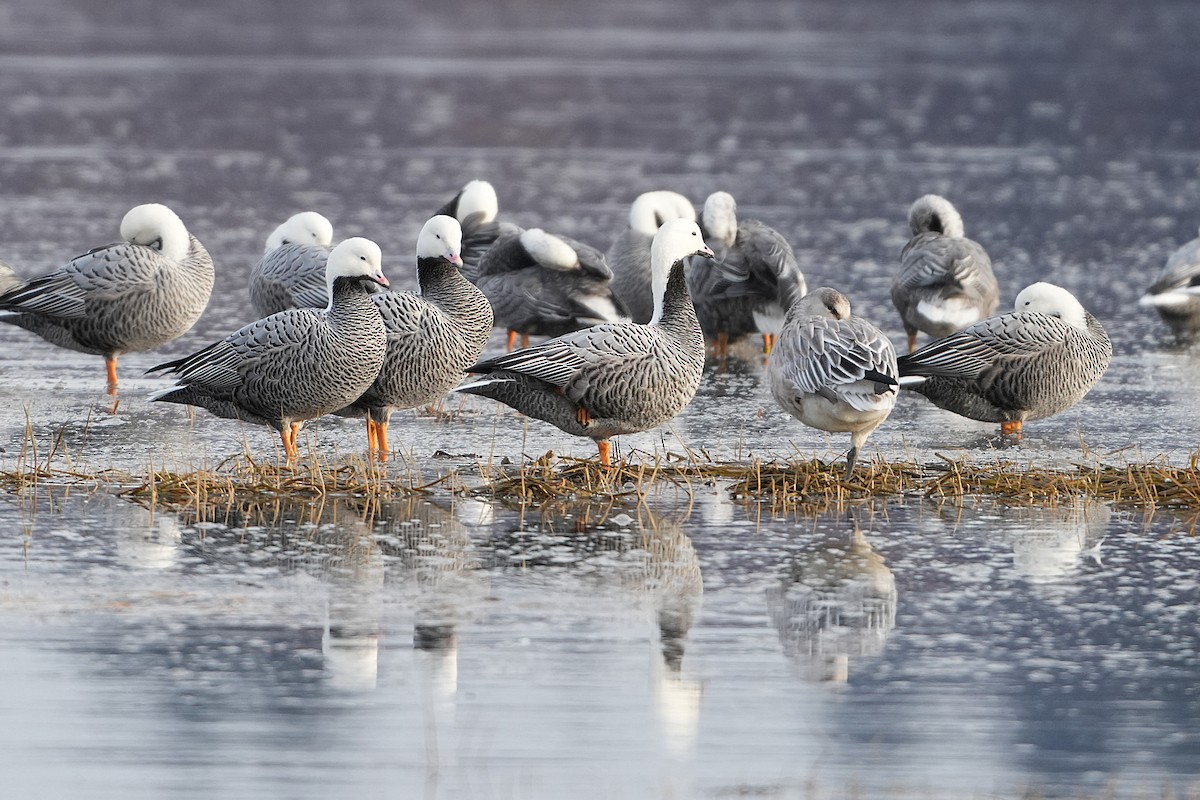 Snow Goose - ML646257320