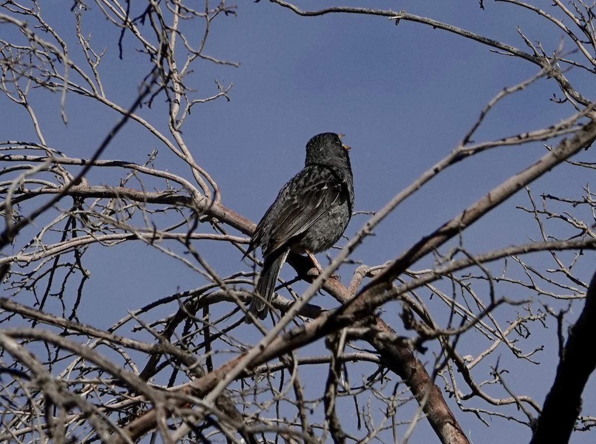 Mourning Sierra Finch (Mourning) - ML646257321